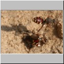 Nomada alboguttata - Wespenbiene w09 8mm.jpg